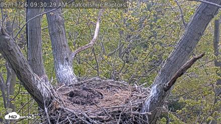 West Michigan Eagles Nest Live Cam - May 11, 2026, 9:32am EDT