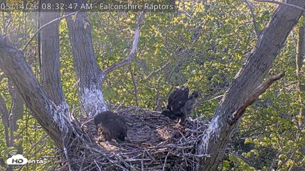 West Michigan Eagles Nest Live Cam - May 14, 2026, 8:34am EDT
