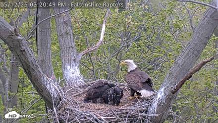 West Michigan Eagles Nest Live Cam - May 12, 2026, 3:21pm EDT