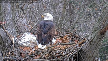 West Michigan Eagles Nest Live Cam - Nov 29, 2025, 8:32am EST