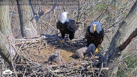 West Michigan Eagles Nest Live Cam - Apr 22, 2026, 4:39pm EDT