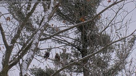 West Michigan Eagles Nest Live Cam - Jan 3, 2026, 2:41pm EST