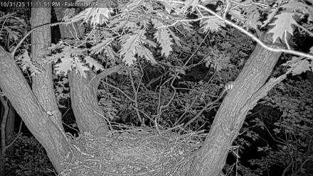 West Michigan Eagles Nest Live Cam - Oct 31, 2025, 11:04pm EDT