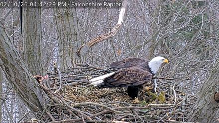 West Michigan Eagles Nest Live Cam - Feb 10, 2026, 4:43pm EST