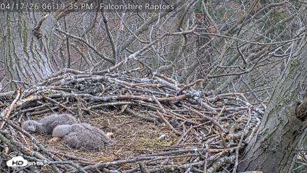 West Michigan Eagles Nest Live Cam - Apr 17, 2026, 6:24pm EDT