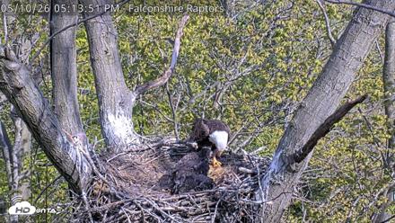 West Michigan Eagles Nest Live Cam - May 10, 2026, 5:14pm EDT
