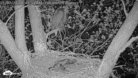 West Michigan Eagles Nest Live Cam - May 7, 2026, 12:44am EDT