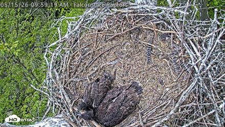West Michigan Eagles Nest Live Cam - May 15, 2026, 10:01am EDT