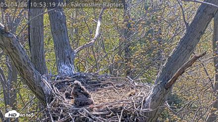 West Michigan Eagles Nest Live Cam - May 4, 2026, 10:54am EDT