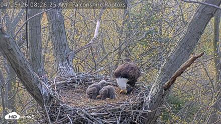 West Michigan Eagles Nest Live Cam - Apr 25, 2026, 8:27am EDT
