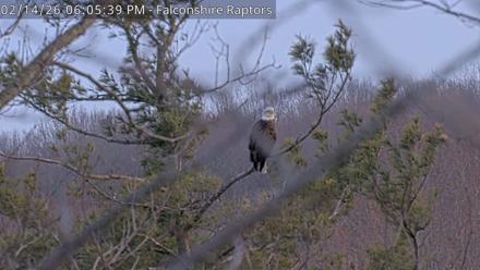 West Michigan Eagles Nest Live Cam - Feb 14, 2026, 6:06pm EST