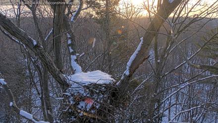 West Michigan Eagles Nest Live Cam - Dec 16, 2025, 8:47am EST