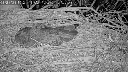 West Michigan Eagles Nest Live Cam - Feb 21, 2026, 12:22am EST
