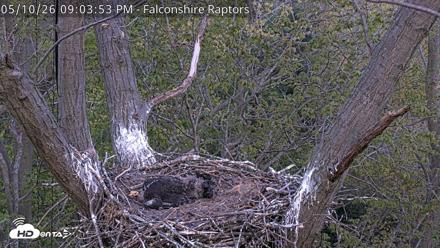 West Michigan Eagles Nest Live Cam - May 10, 2026, 9:04pm EDT