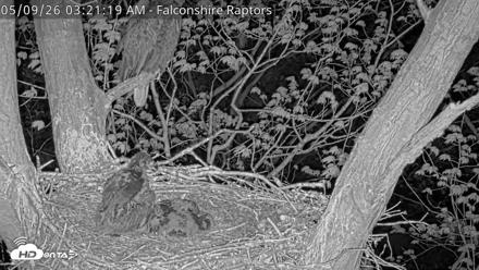 West Michigan Eagles Nest Live Cam - May 9, 2026, 3:22am EDT