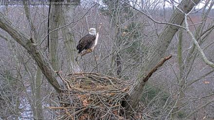 West Michigan Eagles Nest Live Cam - Dec 27, 2025, 3:36pm EST