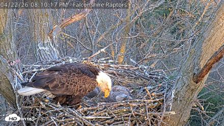 West Michigan Eagles Nest Live Cam - Apr 22, 2026, 8:11pm EDT