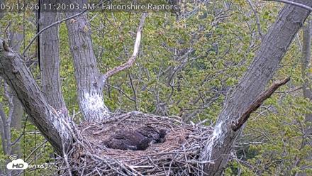 West Michigan Eagles Nest Live Cam - May 12, 2026, 11:21am EDT