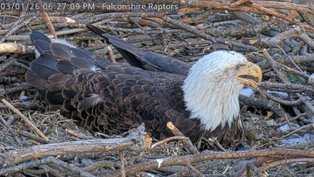 West Michigan Eagles Nest Live Cam - Mar 1, 2026, 6:27pm EST