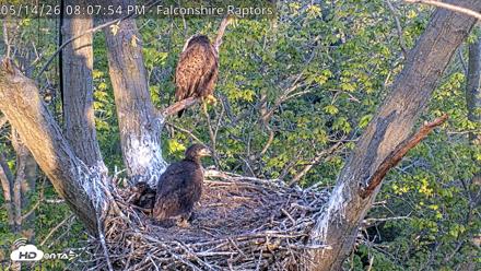 West Michigan Eagles Nest Live Cam - May 14, 2026, 8:09pm EDT