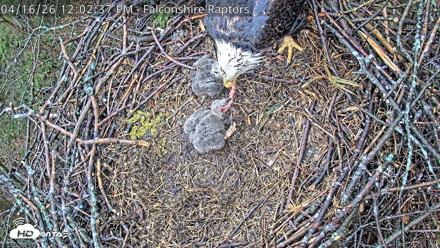 West Michigan Eagles Nest Live Cam - Apr 16, 2026, 12:05pm EDT