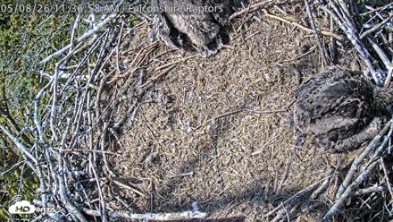 West Michigan Eagles Nest Live Cam - May 8, 2026, 11:39am EDT