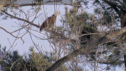 West Michigan Eagles Nest Live Cam - Feb 12, 2026, 2:38pm EST