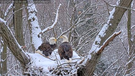 West Michigan Eagles Nest Live Cam - Dec 7, 2025, 8:32am EST