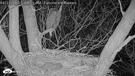 West Michigan Eagles Nest Live Cam - Apr 22, 2026, 5:10am EDT