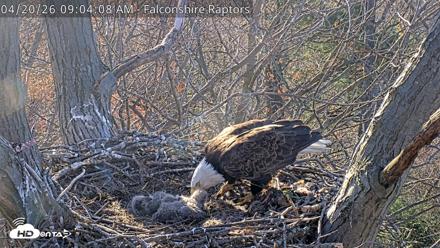 West Michigan Eagles Nest Live Cam - Apr 20, 2026, 9:05am EDT