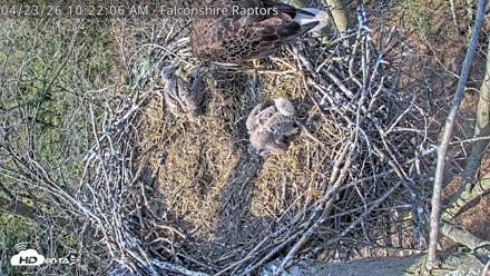 West Michigan Eagles Nest Live Cam - Apr 23, 2026, 10:24am EDT