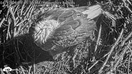 West Michigan Eagles Nest Live Cam - Apr 17, 2026, 2:48am EDT