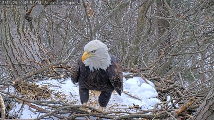 West Michigan Eagles Nest Live Cam - Dec 11, 2025, 10:47am EST