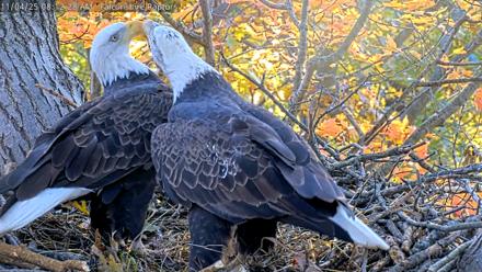 West Michigan Eagles Nest Live Cam - Nov 4, 2025, 8:05am EST