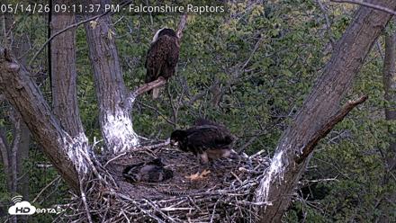 West Michigan Eagles Nest Live Cam - May 14, 2026, 9:12pm EDT