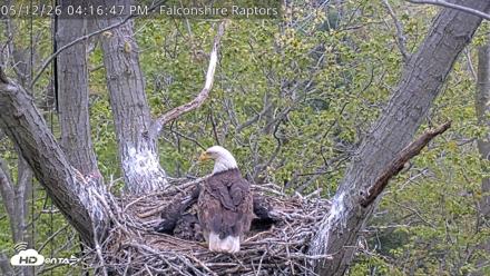 West Michigan Eagles Nest Live Cam - May 12, 2026, 4:18pm EDT