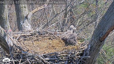 West Michigan Eagles Nest Live Cam - Apr 22, 2026, 2:10pm EDT