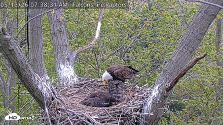 West Michigan Eagles Nest Live Cam - May 13, 2026, 7:39am EDT