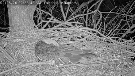 West Michigan Eagles Nest Live Cam - Feb 28, 2026, 2:27am EST