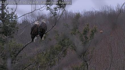 West Michigan Eagles Nest Live Cam - Feb 4, 2026, 7:51am EST