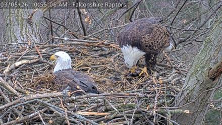 West Michigan Eagles Nest Live Cam - Mar 5, 2026, 10:55am EST