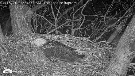 West Michigan Eagles Nest Live Cam - Apr 15, 2026, 6:25am EDT