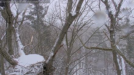 West Michigan Eagles Nest Live Cam - Jan 21, 2026, 8:53am EST