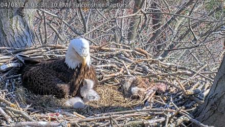 West Michigan Eagles Nest Live Cam - Apr 8, 2026, 3:32pm EDT