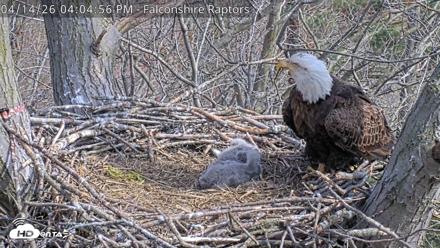 West Michigan Eagles Nest Live Cam - Apr 14, 2026, 4:09pm EDT