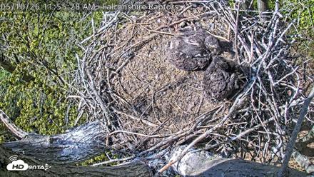 West Michigan Eagles Nest Live Cam - May 10, 2026, 11:57am EDT
