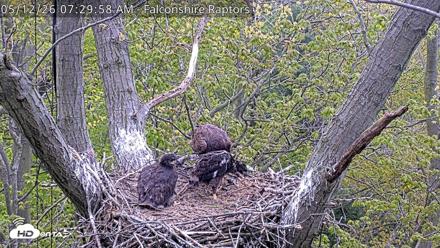 West Michigan Eagles Nest Live Cam - May 12, 2026, 7:31am EDT