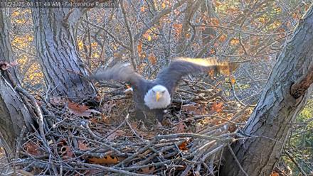 West Michigan Eagles Nest Live Cam - Nov 23, 2025, 8:23am EST
