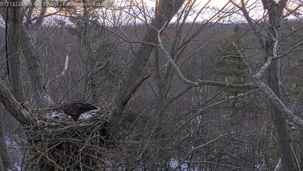 West Michigan Eagles Nest Live Cam - Jan 12, 2026, 8:08am EST