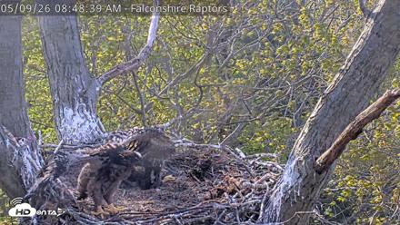 West Michigan Eagles Nest Live Cam - May 9, 2026, 8:49am EDT